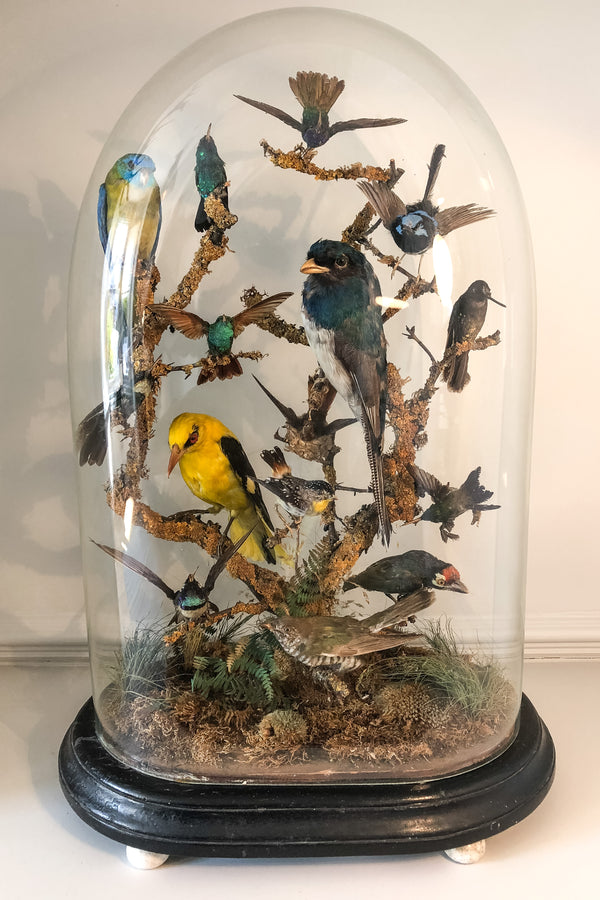 antique 19th century victorian taxidermy bird diorama