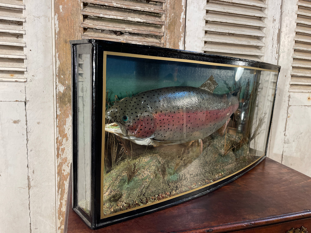 fabulous decorative anglers bow fronted glass cased taxidermy of a large fish/trout by sought after angler/taxidermist peter stone