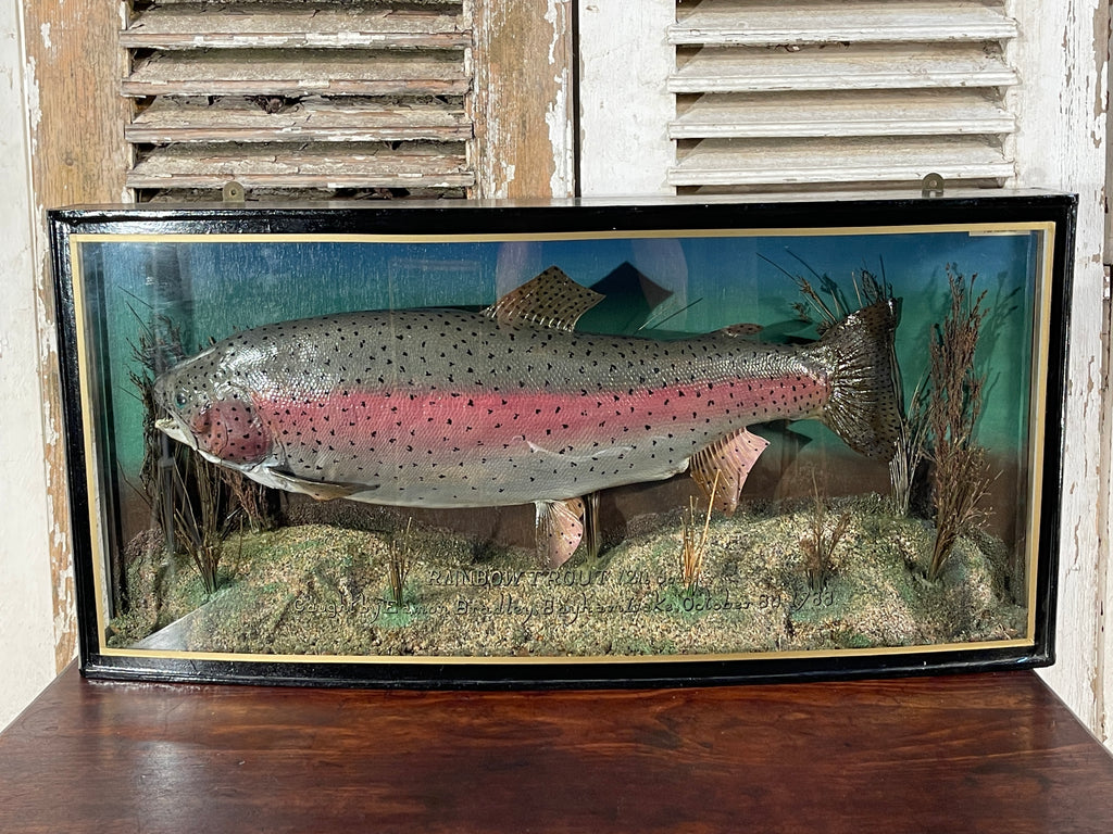 fabulous decorative anglers bow fronted glass cased taxidermy of a large fish/trout by sought after angler/taxidermist peter stone