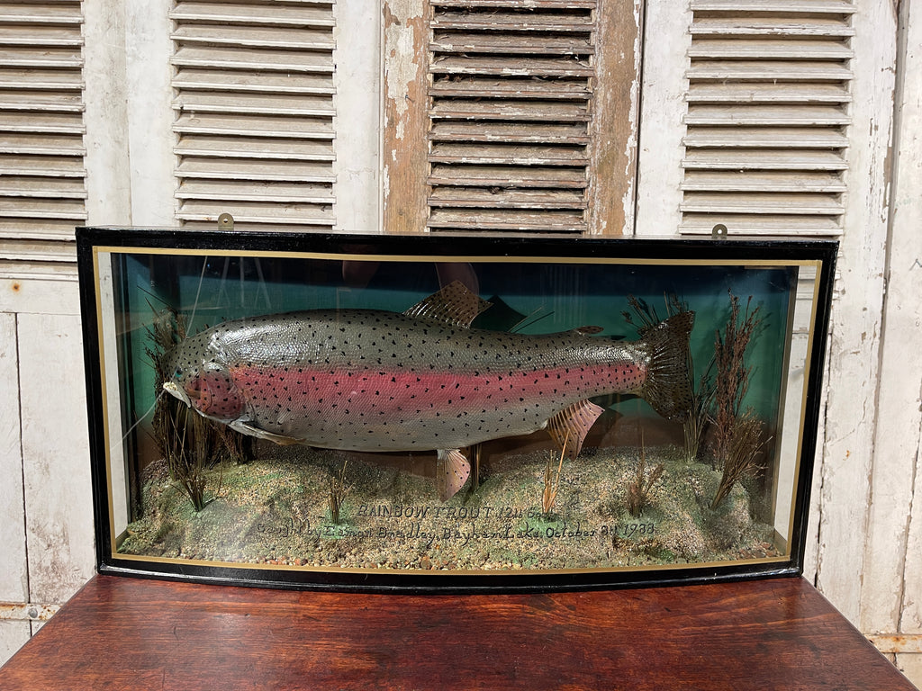 fabulous decorative anglers bow fronted glass cased taxidermy of a large fish/trout by sought after angler/taxidermist peter stone