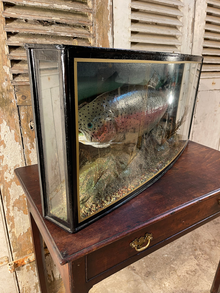 fabulous decorative anglers bow fronted glass cased taxidermy of a large fish/trout by sought after angler/taxidermist peter stone
