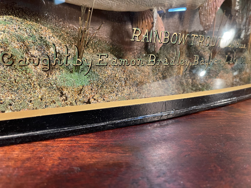 fabulous decorative anglers bow fronted glass cased taxidermy of a large fish/trout by sought after angler/taxidermist peter stone