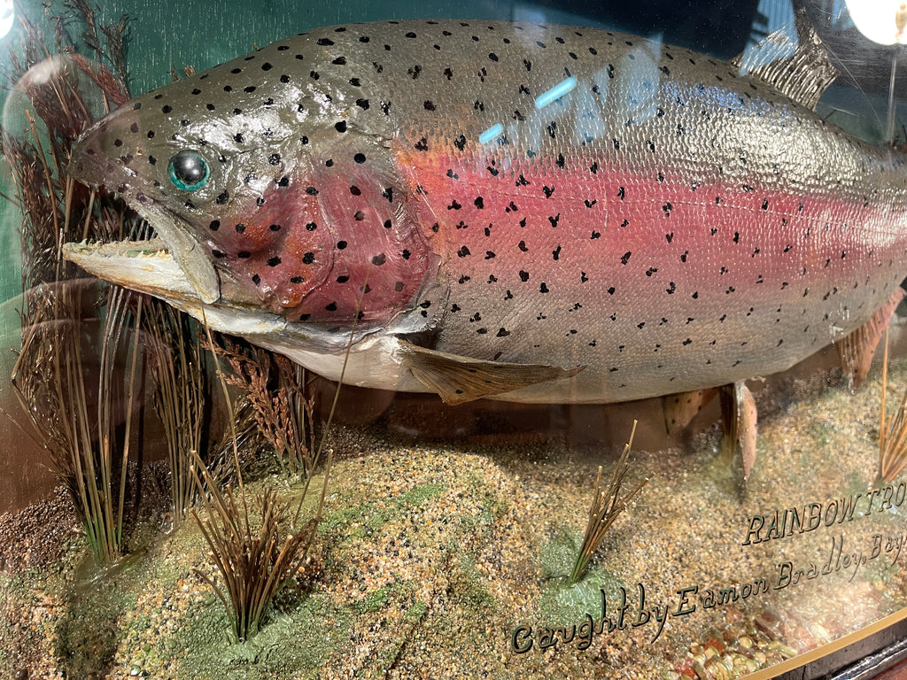 fabulous decorative anglers bow fronted glass cased taxidermy of a large fish/trout by sought after angler/taxidermist peter stone