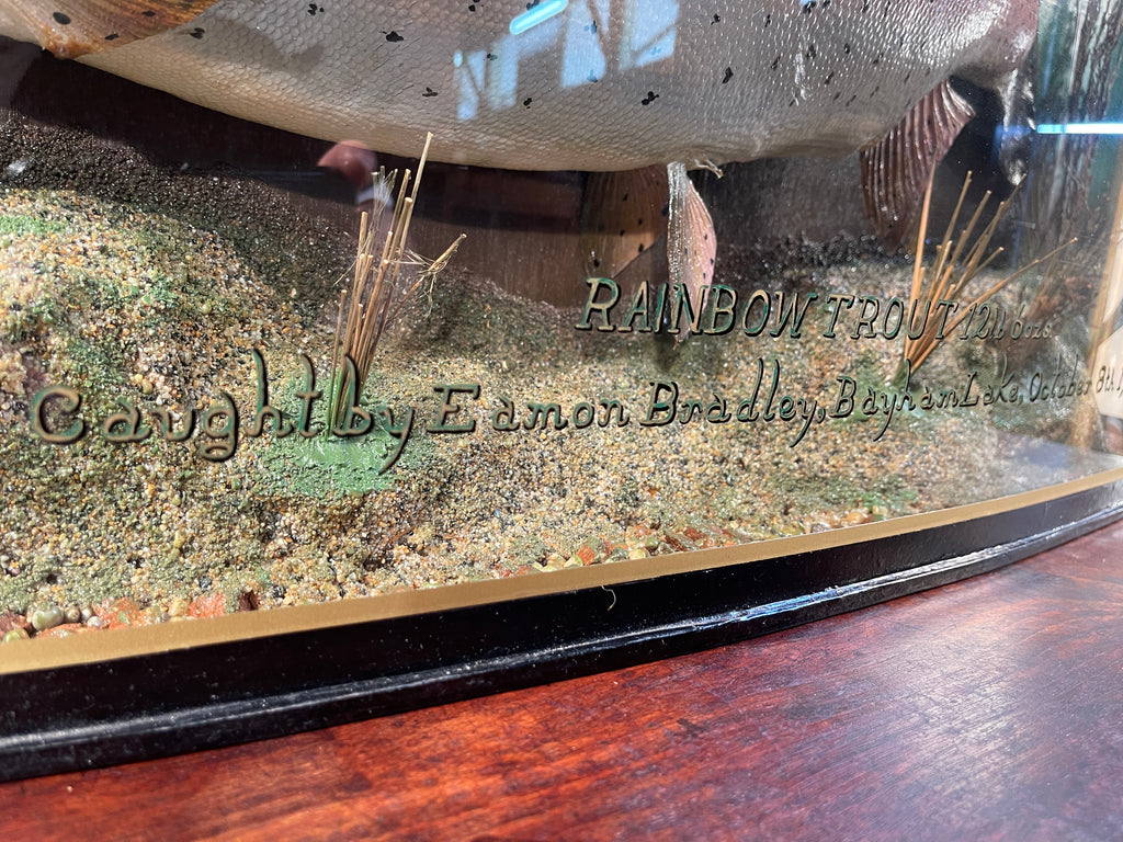 fabulous decorative anglers bow fronted glass cased taxidermy of a large fish/trout by sought after angler/taxidermist peter stone