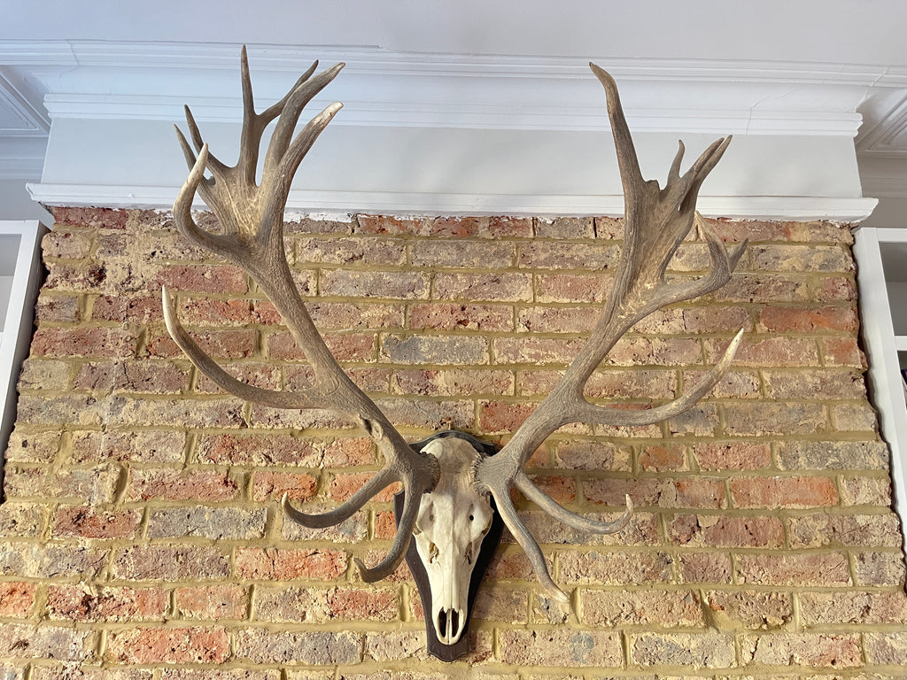 antique 19 point stag antlers from the glencarron estate scotland