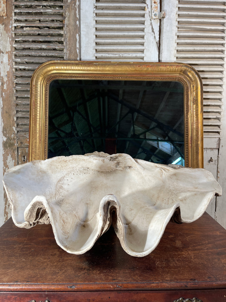vintage south pacific giant clam shell fabulous decorative item