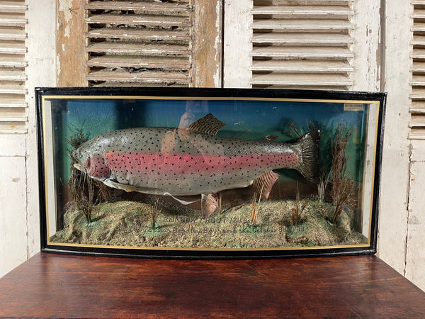 fabulous decorative anglers bow fronted glass cased taxidermy of a large fish/trout by sought after angler/taxidermist peter stone