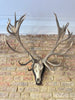 antique 19 point stag antlers from the glencarron estate scotland