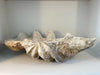 vintage south pacific giant clam shell