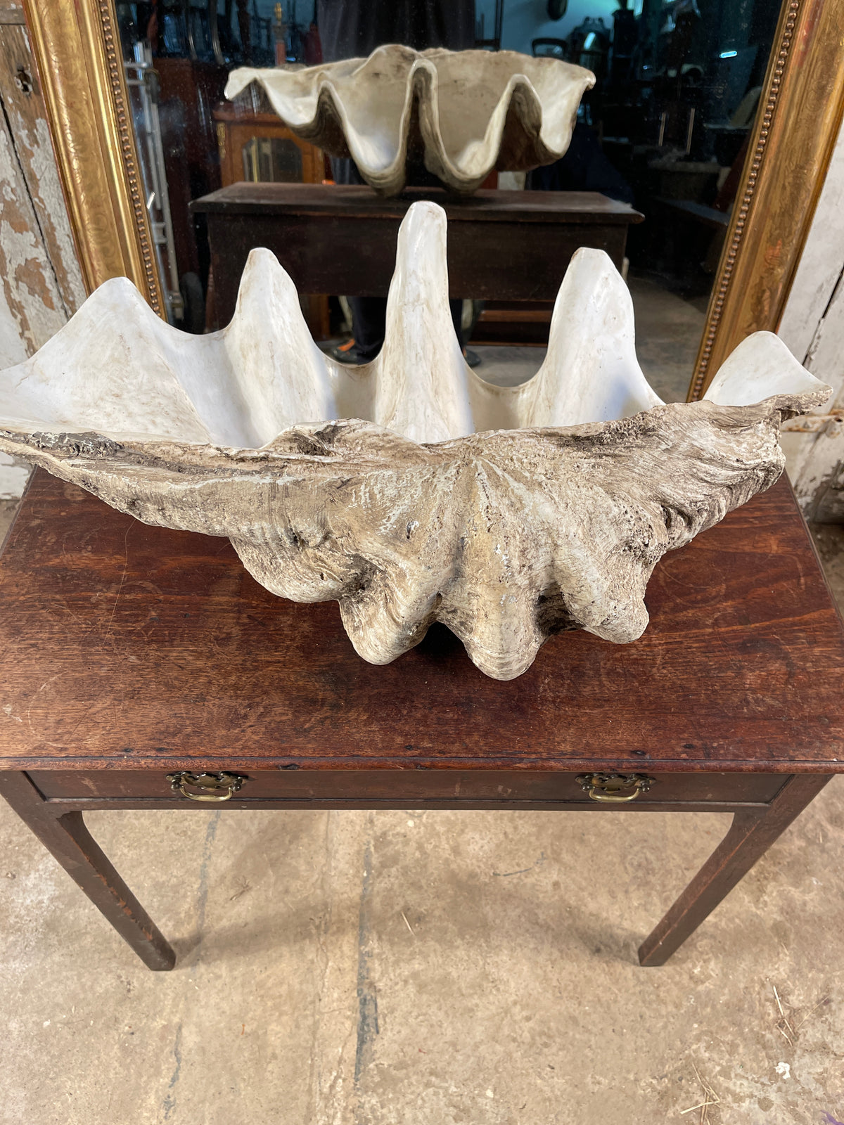 Sp Clam Shells Vintage South Pacific Giant Clam Shell Fabulous Decorative Item– Search ...