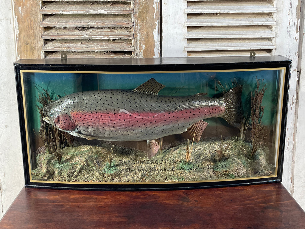 fabulous decorative anglers bow fronted glass cased taxidermy of a large fish/trout by sought after angler/taxidermist peter stone