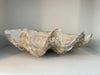 vintage south pacific giant clam shell